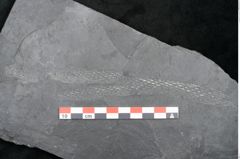 Foto (Detailansicht) von Plantae indet.  (NHMW-GEO-2024-0188-11185)